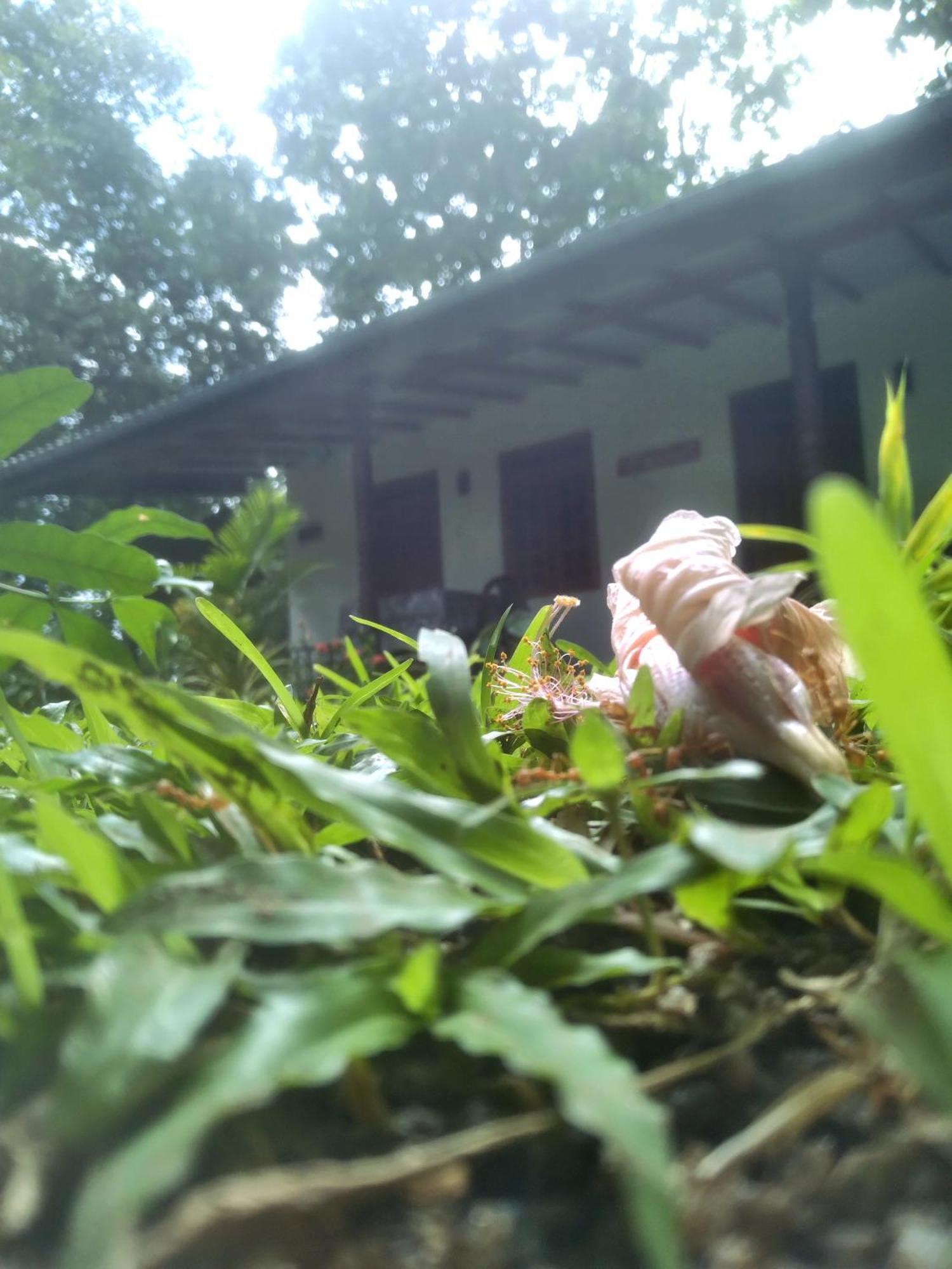 Sigiriya Hillside View Villa Экстерьер фото